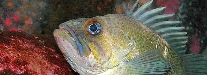 Quillback Rockfish
