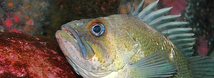 Quillback Rockfish
