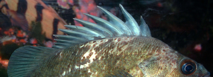 Quillback Rockfish