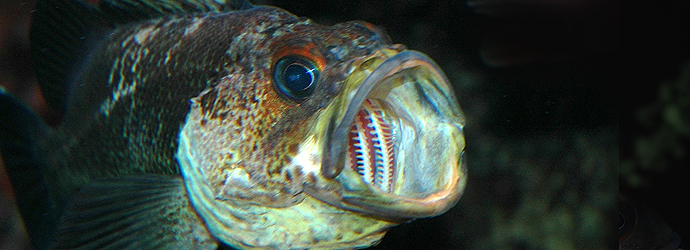 Quillback Rockfish
