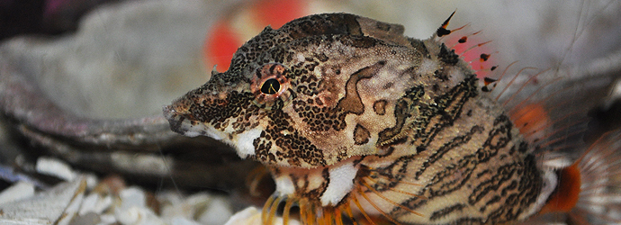 Grunt Sculpin