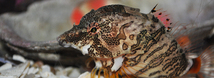 Grunt Sculpin
