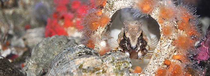 Grunt Sculpin