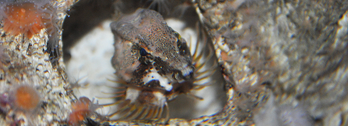 Grunt Sculpin