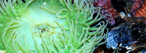 Giant Green Anemone