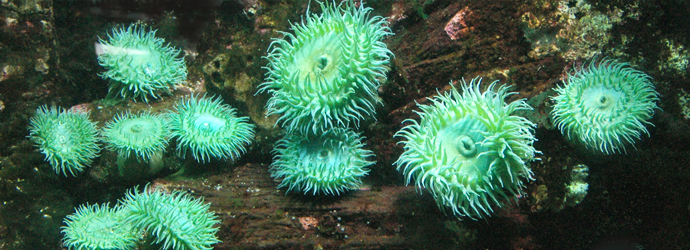 Giant Green Anemone