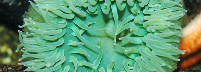 Giant Green Anemone
