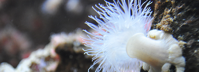 Plumose Anemone