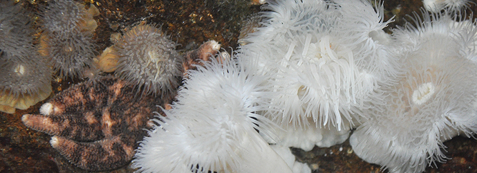 Plumose Anemone