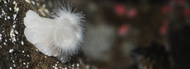Plumose Anemone