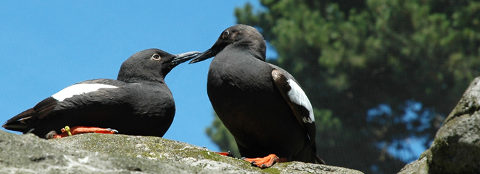 Sea Bird Aviary