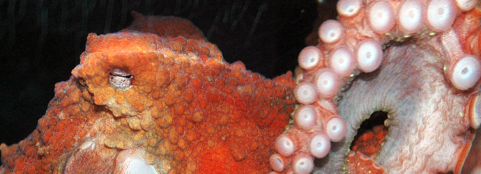 Giant Pacific Octopus