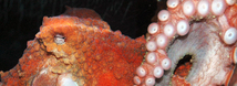 Giant Pacific Octopus