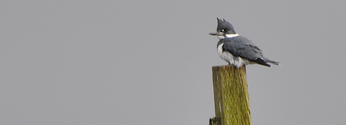 Belted Kingfisher