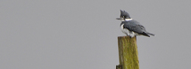 Belted Kingfisher