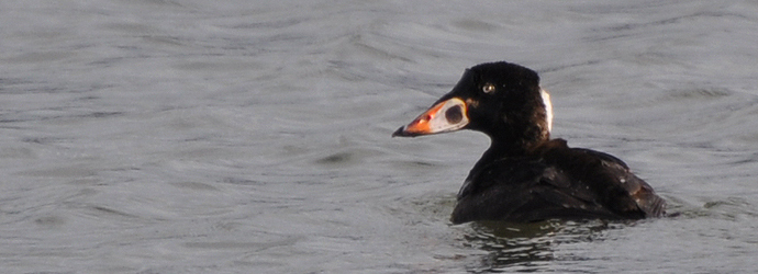 Surf Scoter