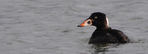Surf Scoter