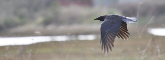 American Crow