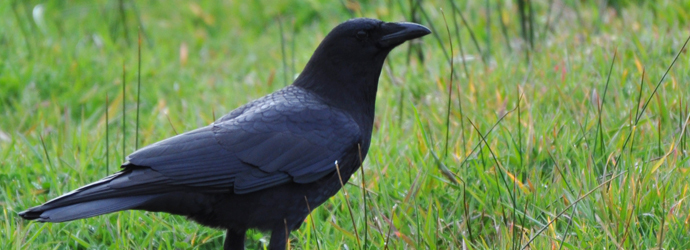 American Crow