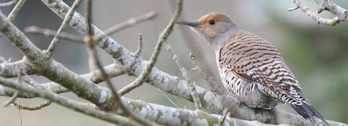 Northern Flicker