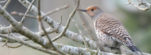 Northern Flicker