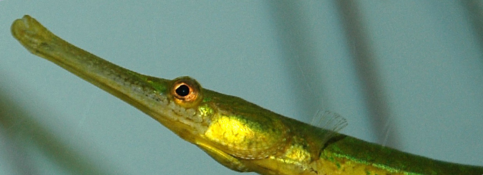 Bay Pipefish