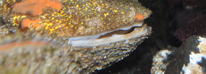 Giant Rock Scallop