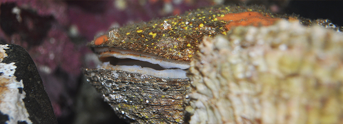 Giant Rock Scallop
