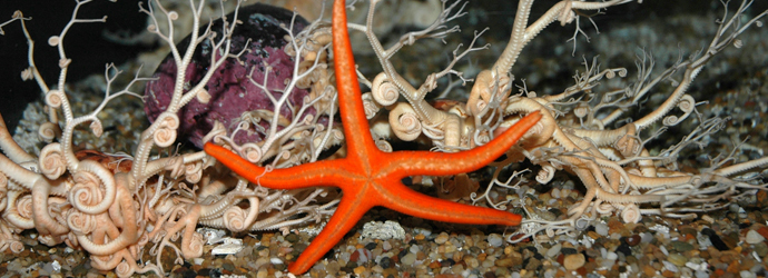 Blood Star