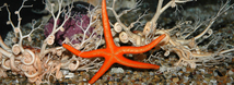 Blood Star
