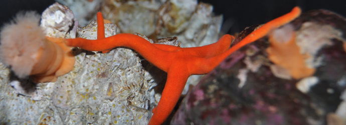 Blood Star