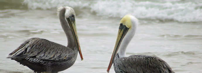 Brown Pelican