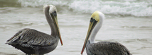 Brown Pelican