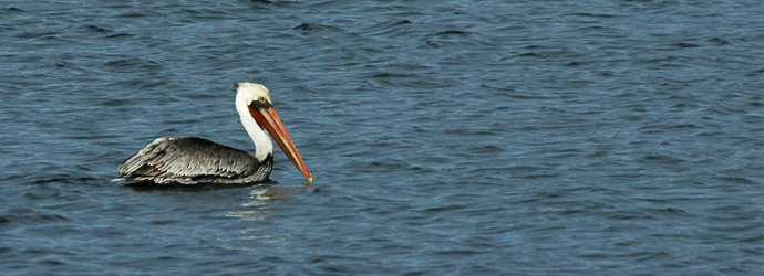 Brown Pelican