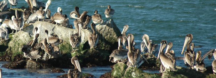 Brown Pelican