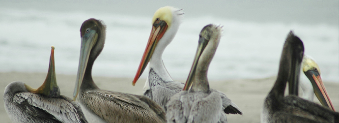 Brown Pelican