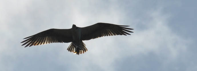 Osprey