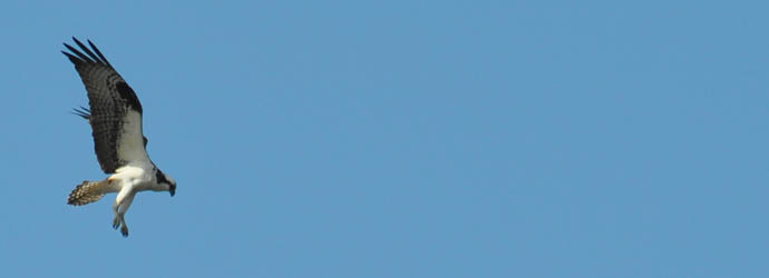 Osprey