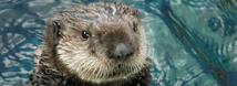 Sea Otters