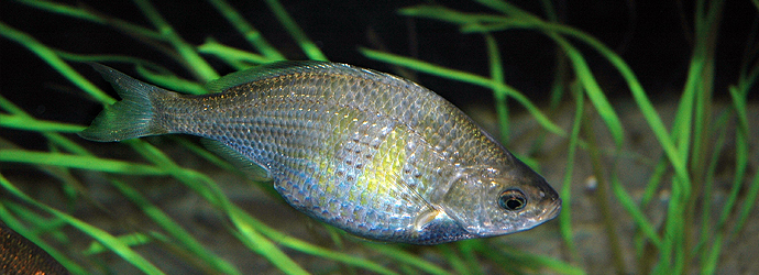 Shiner Perch