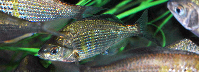 Shiner Perch