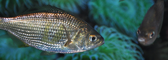 Shiner Perch
