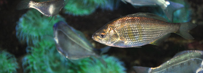Shiner Perch