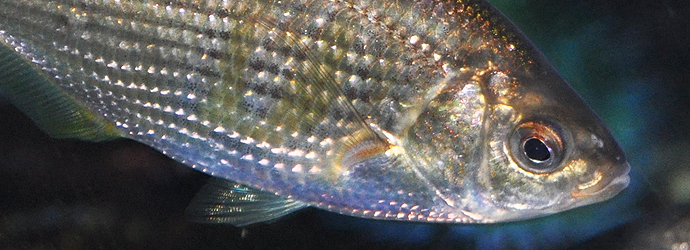 Shiner Perch