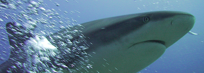 Fintastic Friday: Help Sharks Worldwide