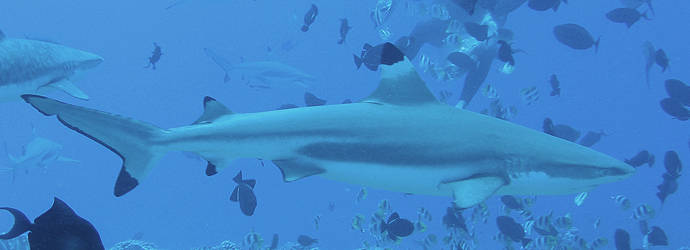 Fintastic Friday: Help Sharks Worldwide