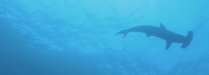 Fintastic Friday: Help Sharks Worldwide