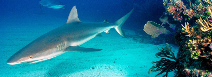 Fintastic Friday: Help Sharks Worldwide