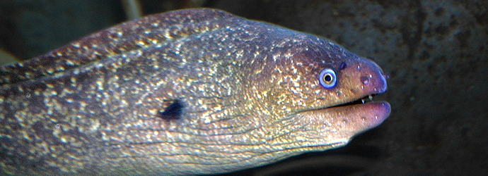California Moray Eel