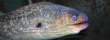 California Moray Eel